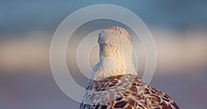 Sea gull seagull wildlife bird stading on the beach shore during beautiful sea sunrise