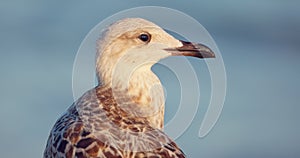 Sea gull seagull wildlife bird standing on the beach shore video