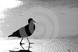Sea Gull Silhouette in Black & White; Seaside Beach, Seaside, Oregon.