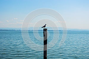 Sea gull sits on a wooden pillar