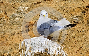 A sea gull sitting on a cliff