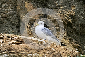 A sea gull sitting on a cliff