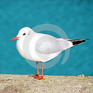 Sea Gull sitting on concrete