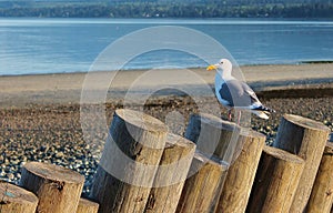 Sea gull sitting on driftwood