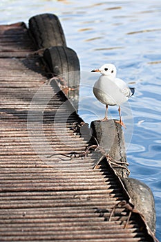 Sea gull sitting on pier