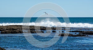 Sea Gull Soaring at Blue Holes