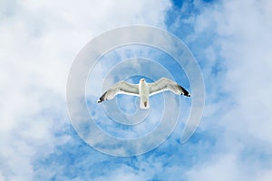 sea gull soars in blue sky with white clouds