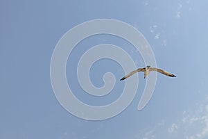 Sea gull soars in the sky.