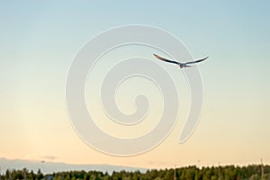 Sea gull soars in the sky