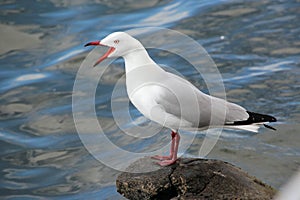 Sea Gull Squawking on Rock