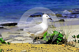 Sea-gull standing on beach