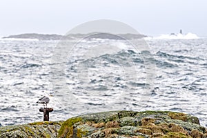 A sea gull standing calmly on a pole on a small island.