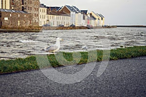 Sea gull standing on a grass by river Corrib, Galway city, Ireland, High level of water, Flood risk. Claddagh area