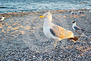 Sea gull standing on his feet on the beach at sunset. Close up view of white birds seagulls walking by the beach against natural b