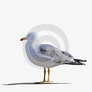 Sea gull standing on his feet.