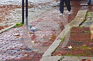 Sea gull standing on old brick sidewalk in Portland, Maine, USA