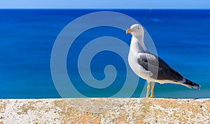 a sea gull standing on a wall