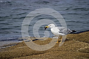 A sea gull stands on a rock in the swell of the Atlantic ocean eating its prey