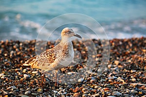 Sea gull on stone beach of Aegean sea