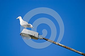 Sea gull on a street lamp