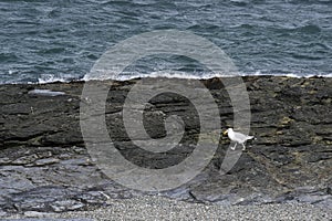 Sea Gull Strolling on the Rocky Coast of Rhode Island