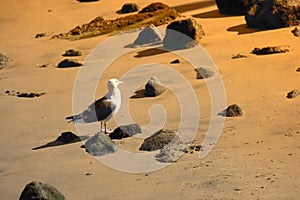 Sea gull at sunset