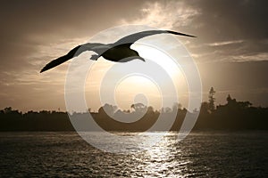 Sea gull at sunset