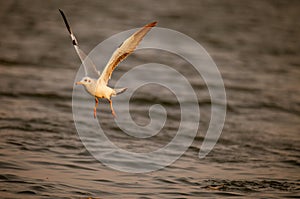 Sea gull at sunset