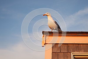 Sea-gull at sunset