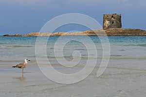 Sea, gull, and the tower