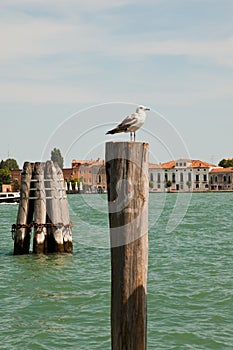 Sea gull in Venice