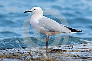 Sea Gull wading on the shore.