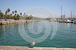 Sea gull walking along Rambla De Mar, at Port Vell which is a waterfront harbour and part of the Port of Barcelona, Spain.