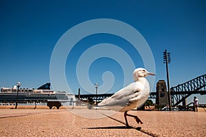 A sea-gull walking on the gangway between the opera house and the harbour bridge in Sydney, Australia