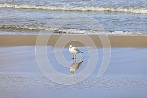 Sea gull walking on the sand by water of the Baltic Sea, the foamy water of the Baltic Sea, Island Wolin, Miedzyzdroje, Poland