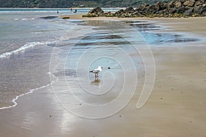 A sea gull walks along the wet beach with swimmers way out beyond an outcropping of rocks in the distance - lots of reflections of