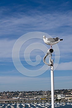 Sea gull watching a surveillance camera