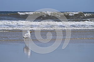 Sea gull and waves