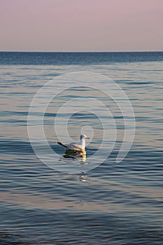 Sea gull on the waves against the background of sunset