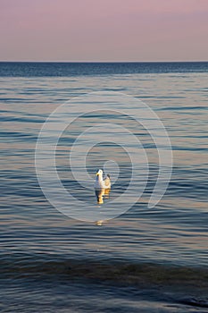 Sea gull on the waves against the background of sunset