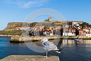 Sea gull in Whitby