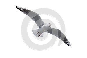 The sea gull in a white back flies photo