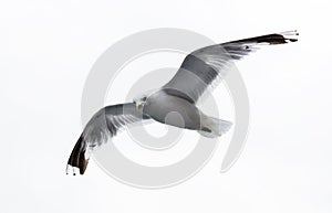 Sea gull on white background