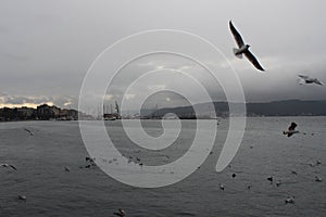 Sea and gulls