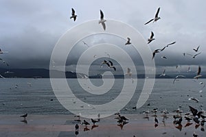 Sea and gulls