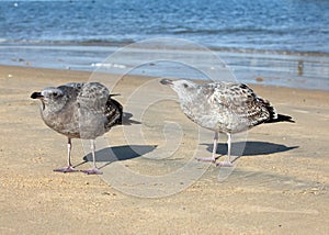 Sea gulls photo