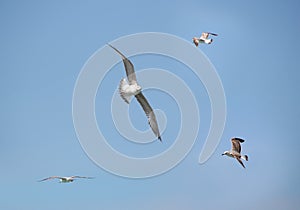 Sea-gulls photo