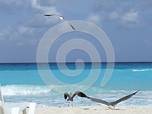 El mar gaviotas 