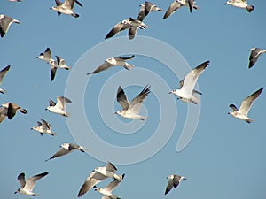 Sea Gulls photo
