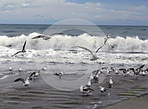 Sea Gulls